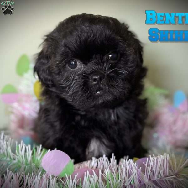 Bentley, Shih-Poo Puppy